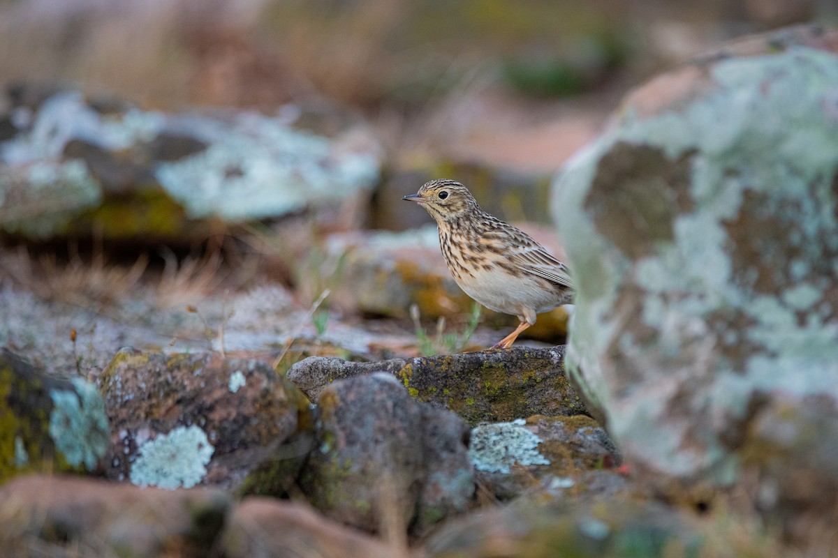 Short-billed Pipit - ML636962227