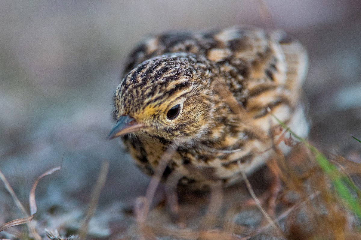 Short-billed Pipit - ML636962228