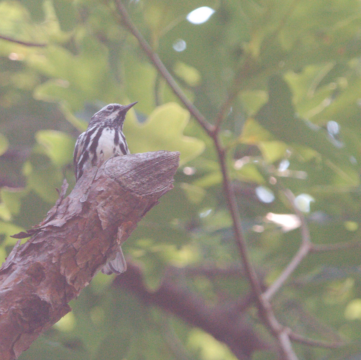 Black-and-white Warbler - ML636962237