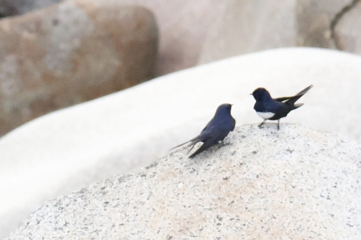 White-banded Swallow - ML636962271