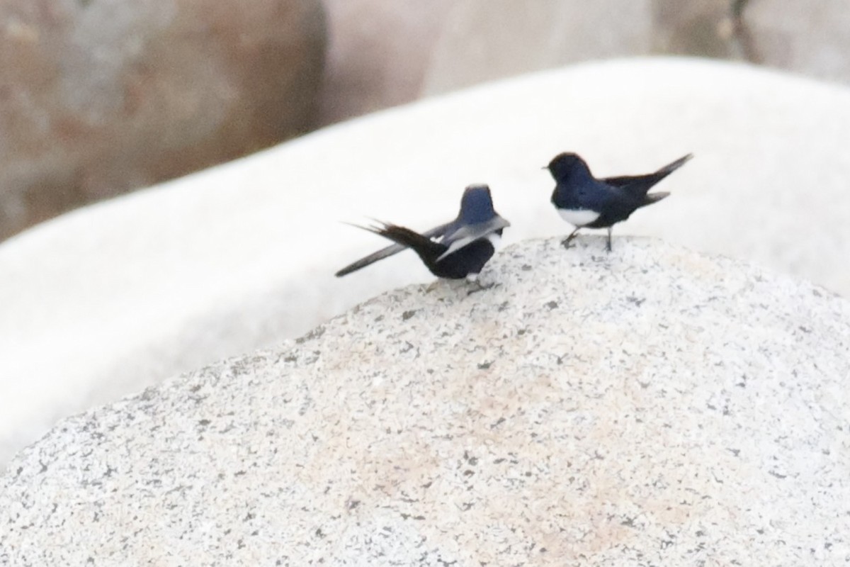 White-banded Swallow - ML636962272