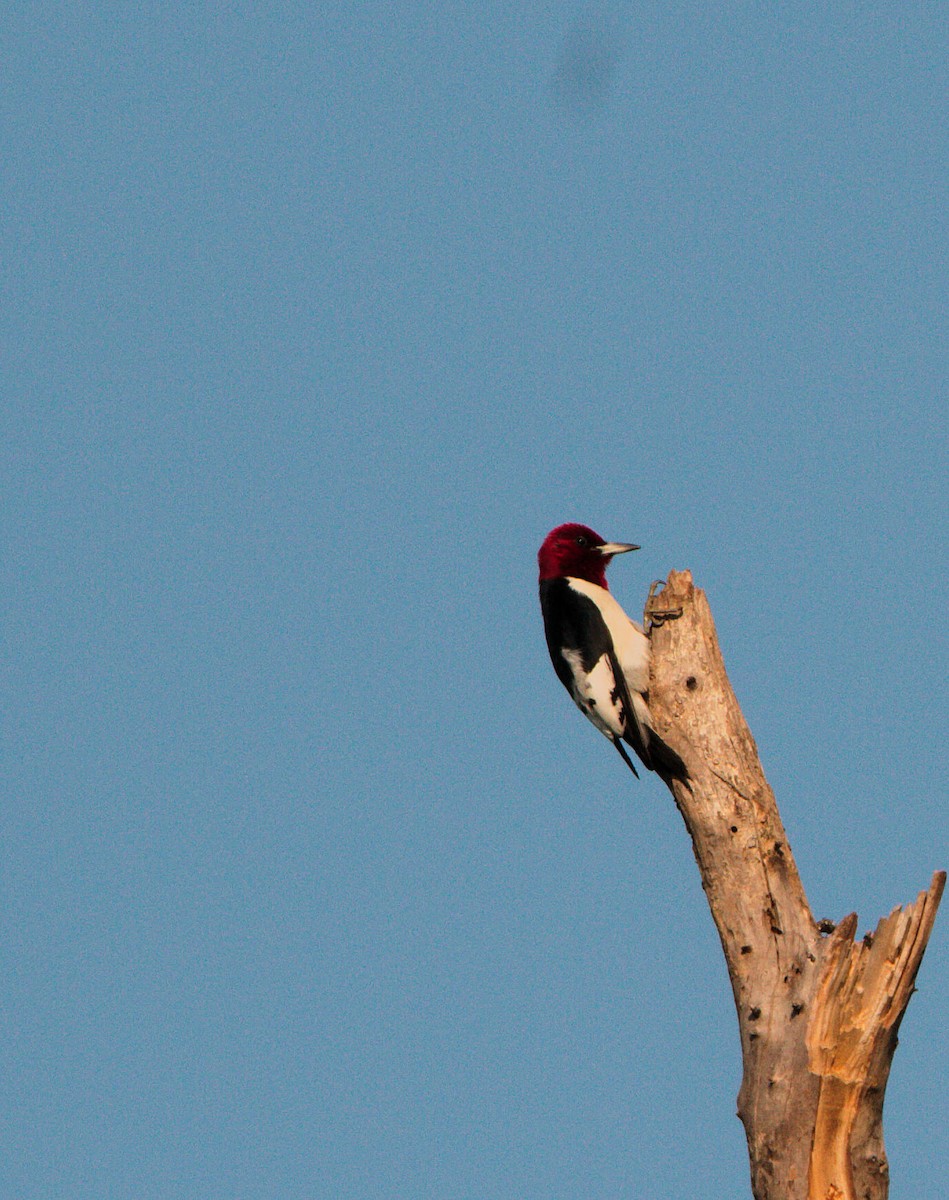 Red-headed Woodpecker - ML636962328