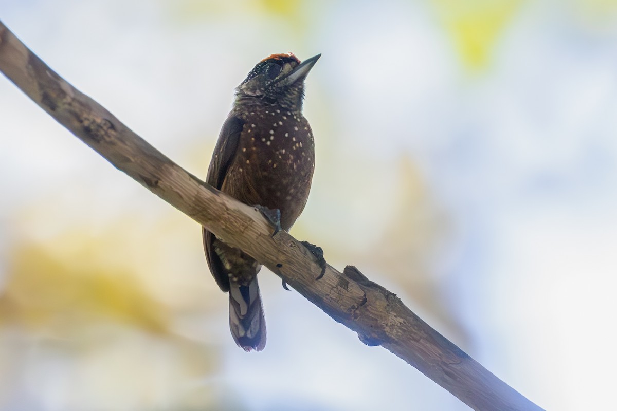 Spotted Piculet - ML636962389