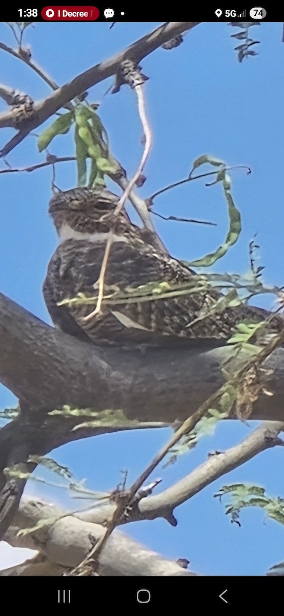 Lesser Nighthawk - ML636962406