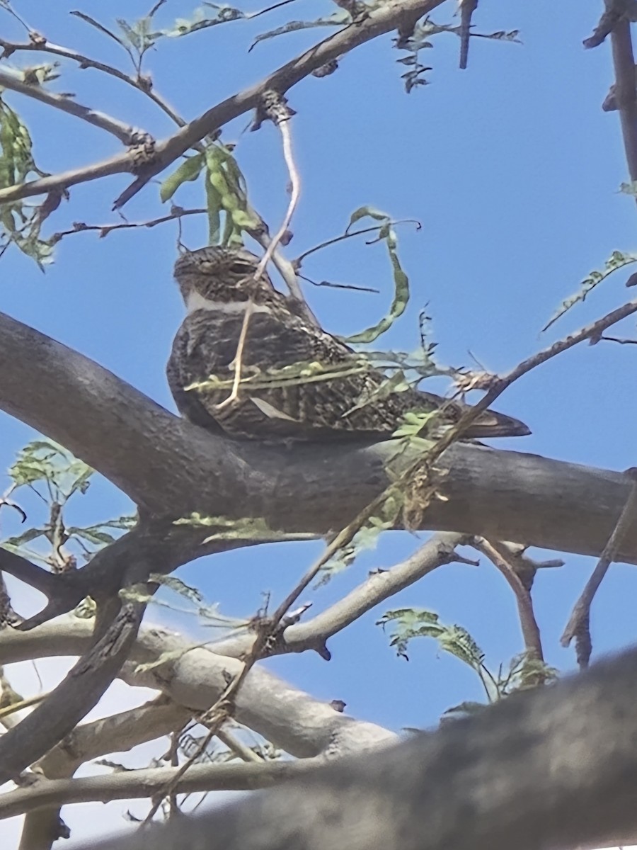 Lesser Nighthawk - ML636962413