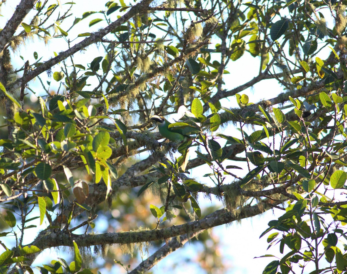 Northern Emerald-Toucanet (Wagler's) - ML636962500
