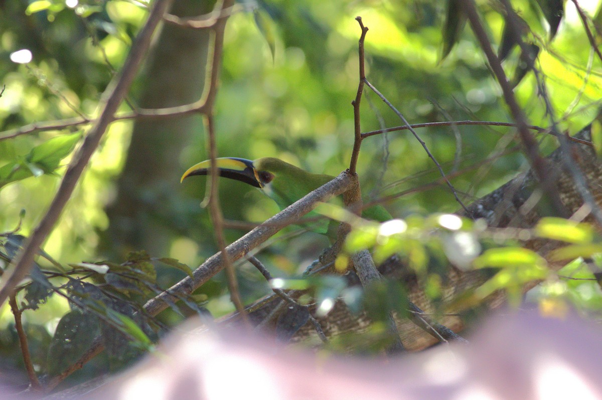 Northern Emerald-Toucanet (Wagler's) - ML636962501