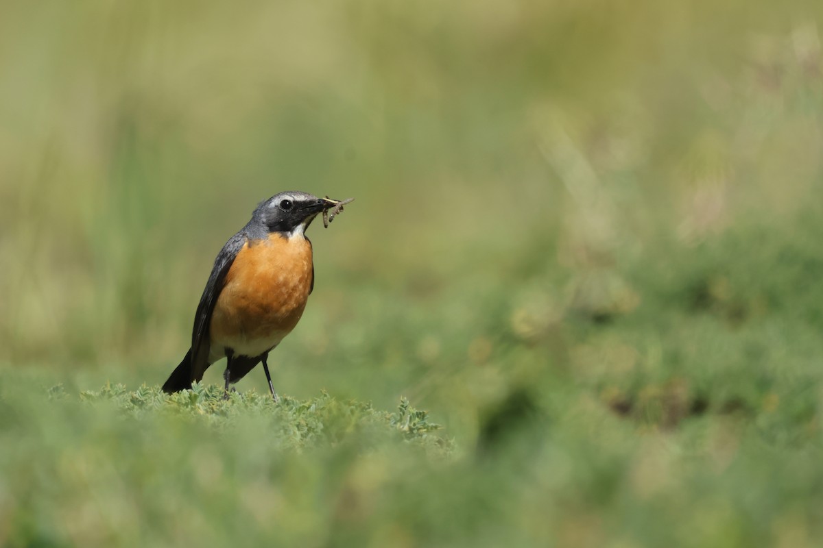 White-throated Robin - ML636962616