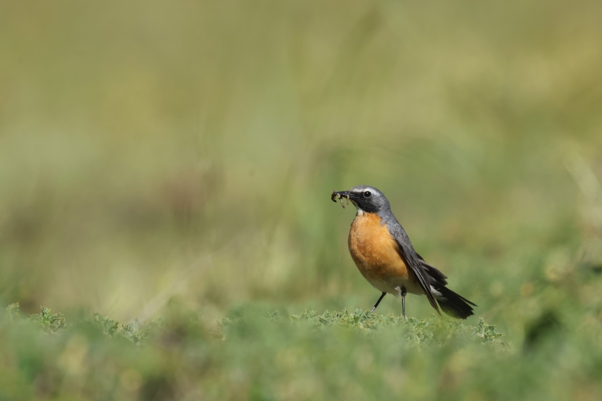 White-throated Robin - ML636962618