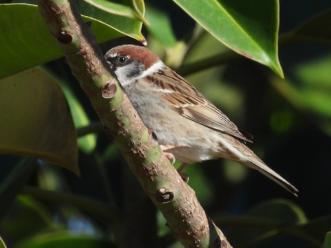 Sistematização - Eurasian Tree Sparrow - Passer montanus - Birds