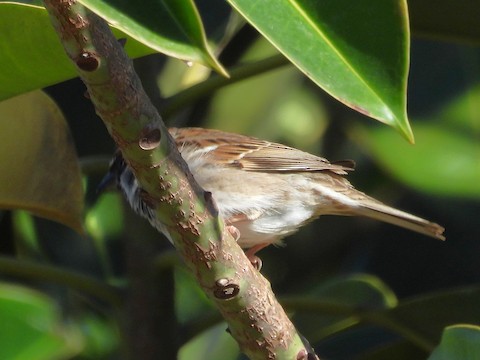 Systematics - Eurasian Tree Sparrow - Passer montanus - Birds of