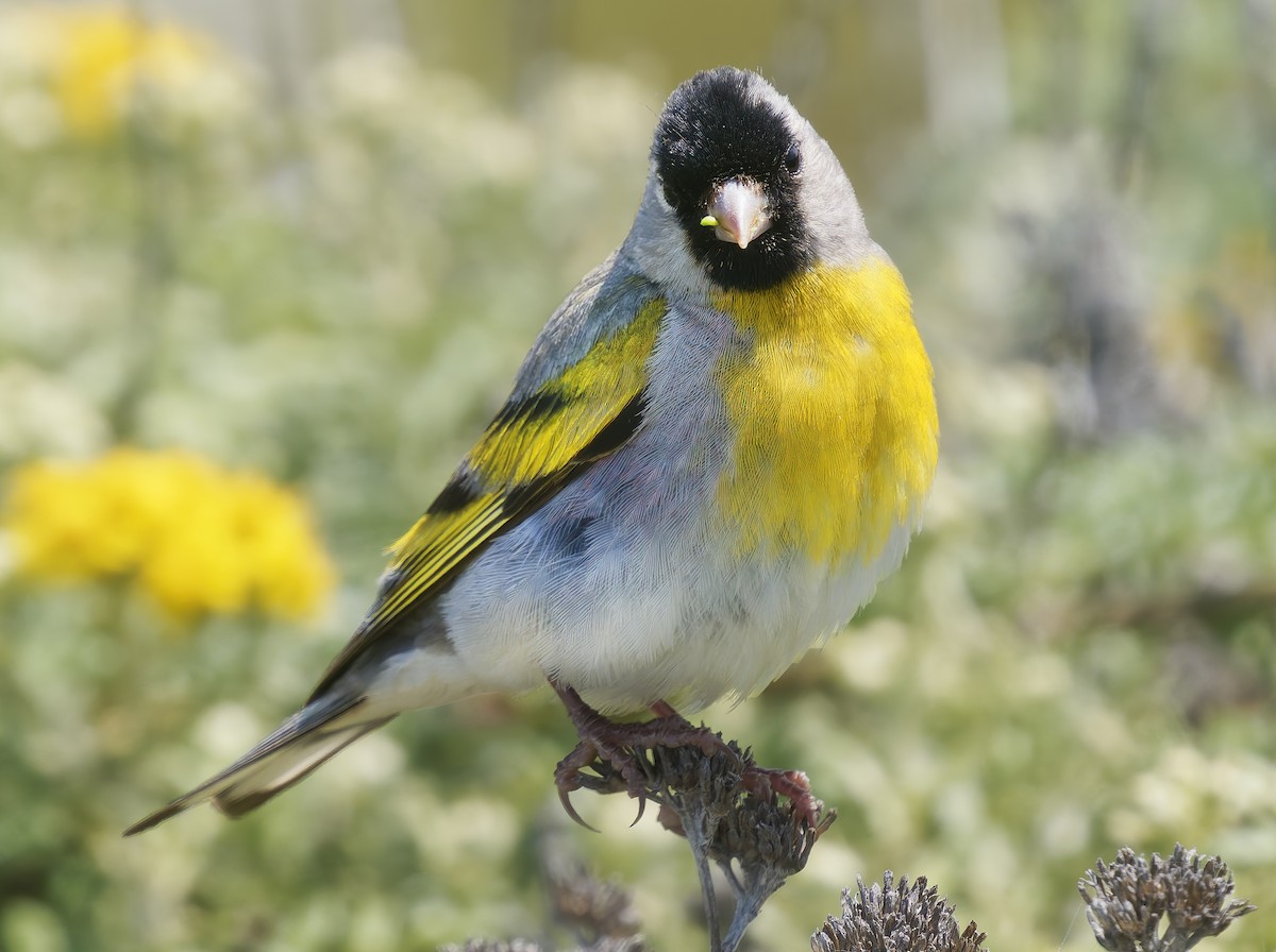 Lawrence's Goldfinch - Mark Chappell