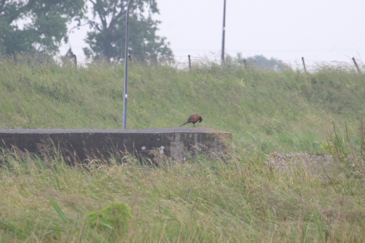 Ring-necked Pheasant - ML636962812