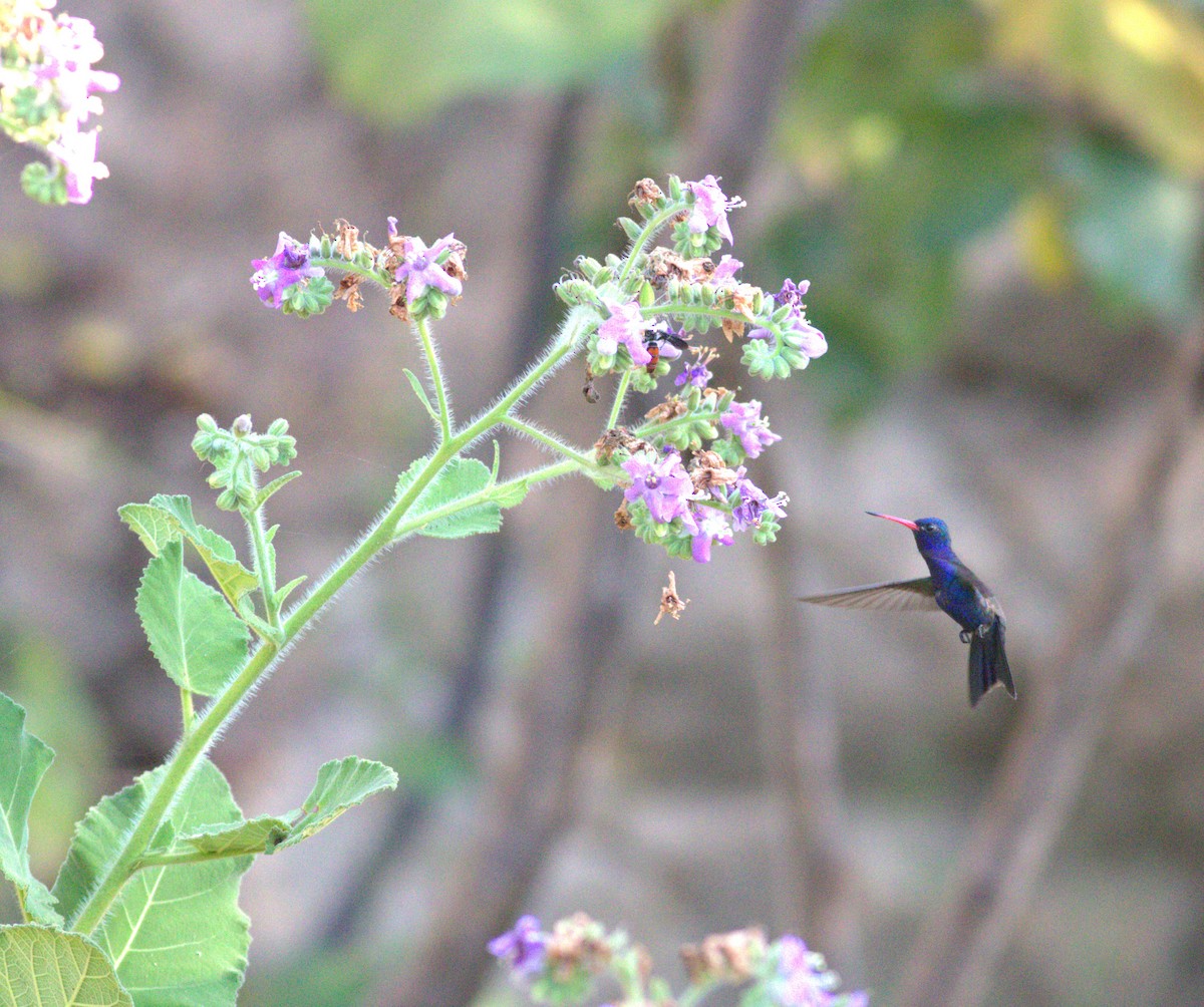 Turquoise-crowned Hummingbird - ML636962850