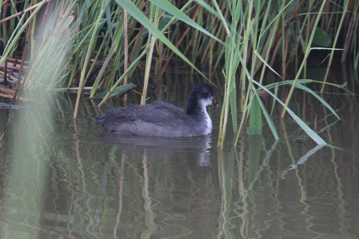 Eurasian Coot - ML636962857
