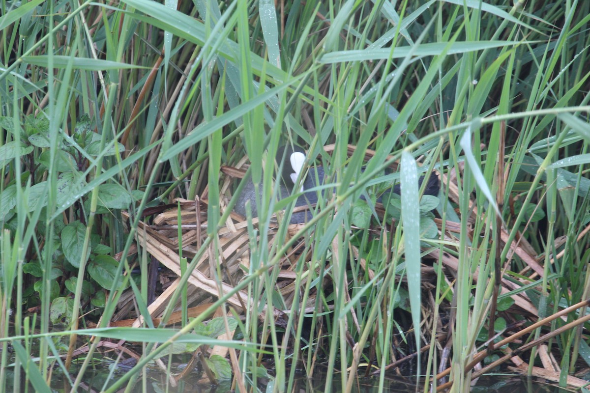 Eurasian Coot - ML636962870