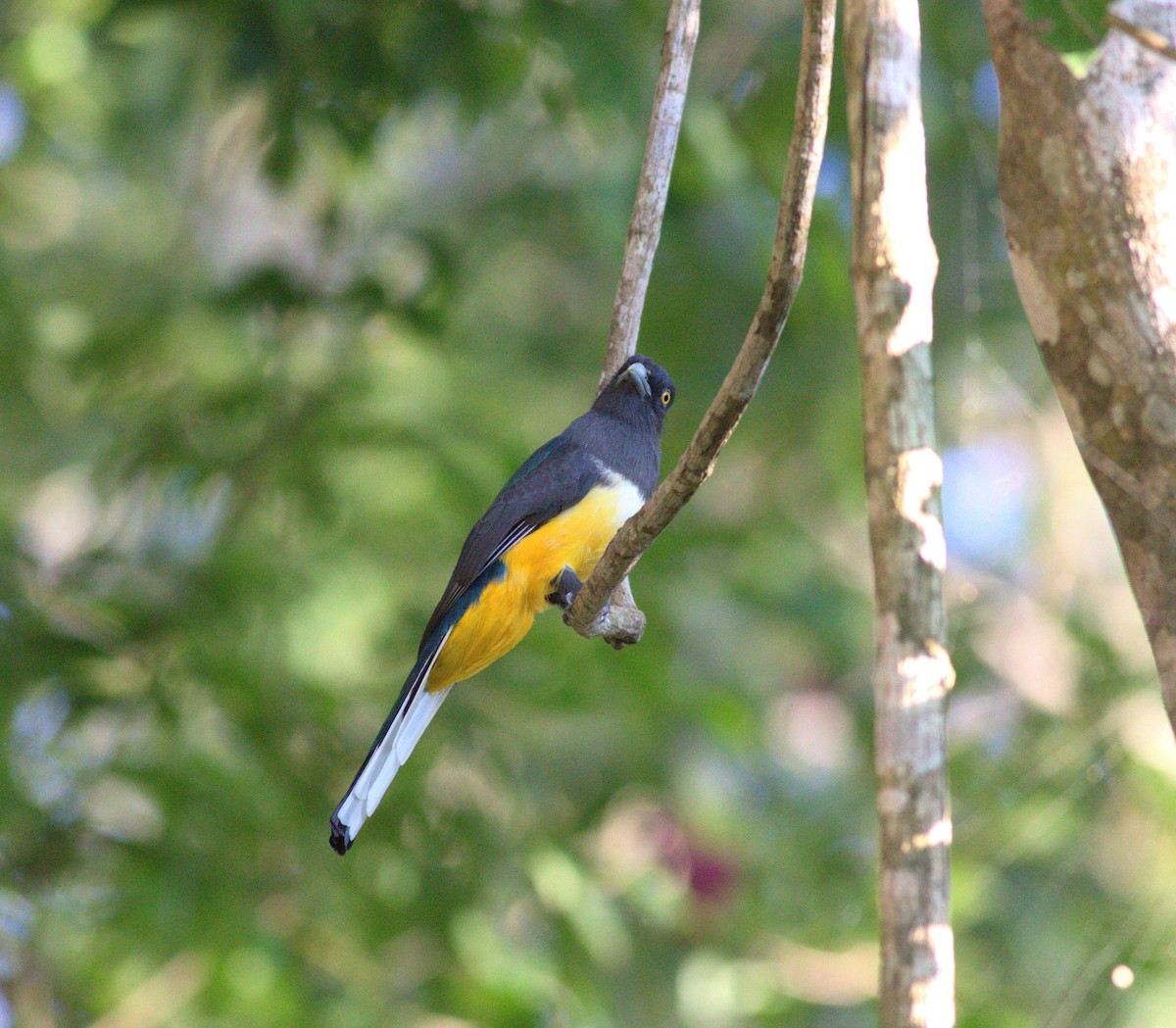 Citreoline Trogon - ML636962881