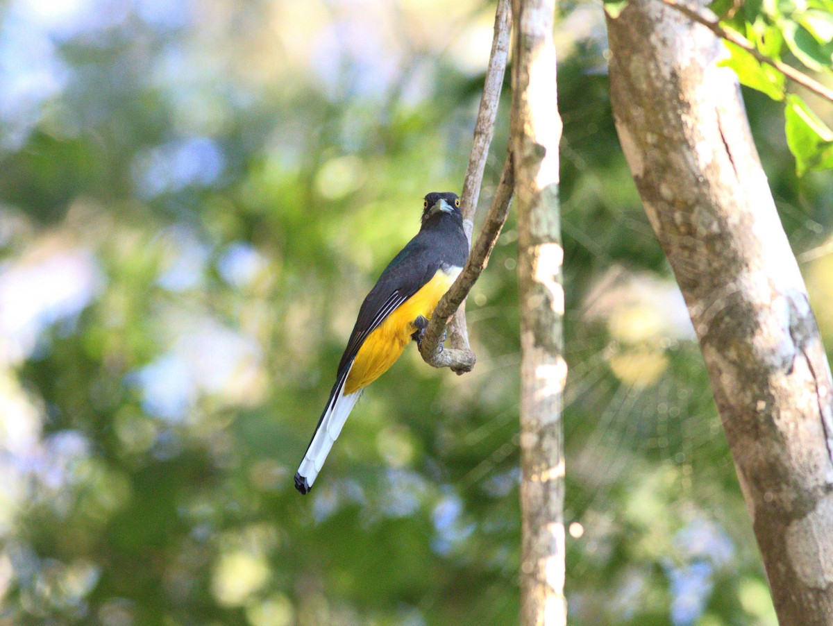 Citreoline Trogon - ML636962886
