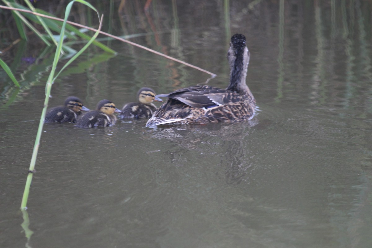 Mallard (Domestic type) - ML636962949