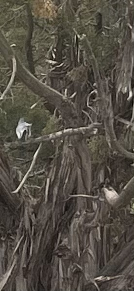 leskot modrošedý - ML636962952