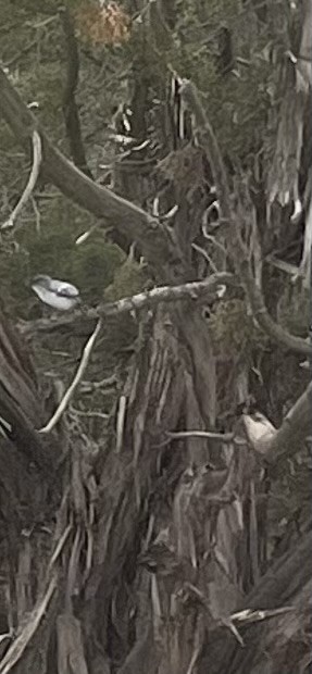 leskot modrošedý - ML636962953