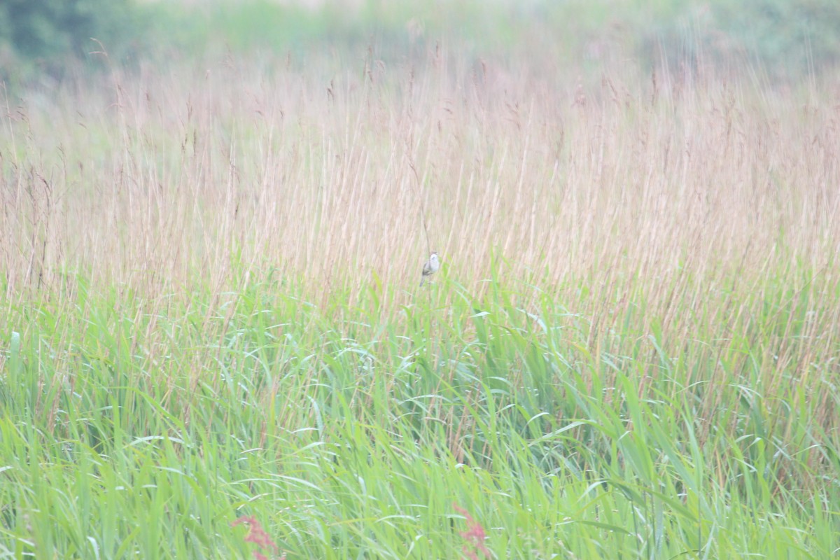Meadow Pipit - ML636962988