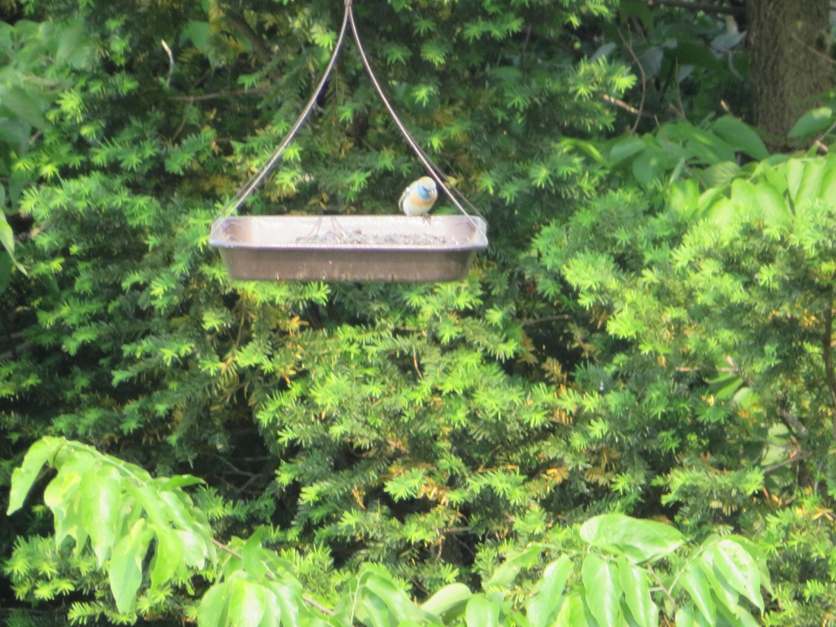 Lazuli Bunting - ML636963054