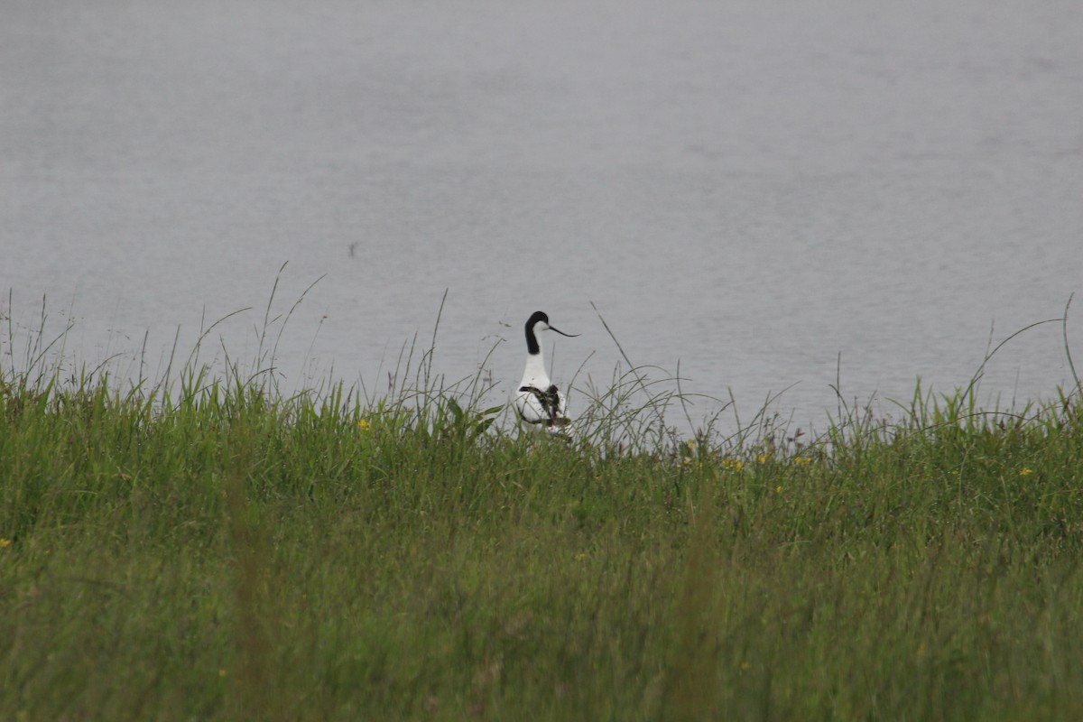 Pied Avocet - ML636963075