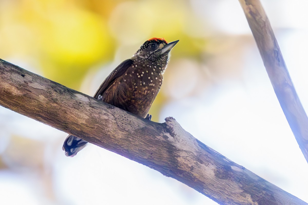 Spotted Piculet - ML636963094