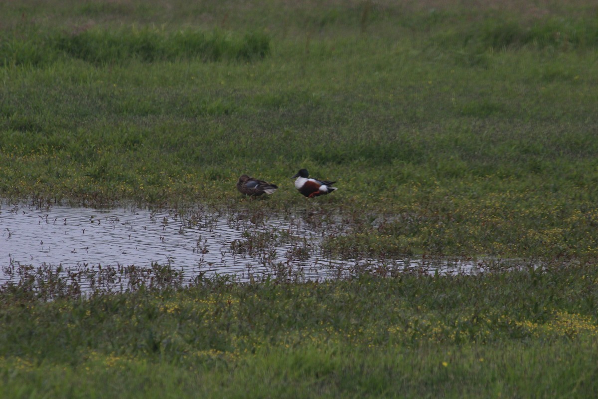 Northern Shoveler - ML636963121