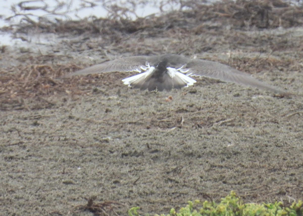 Rufous-chested Dotterel - ML636963162