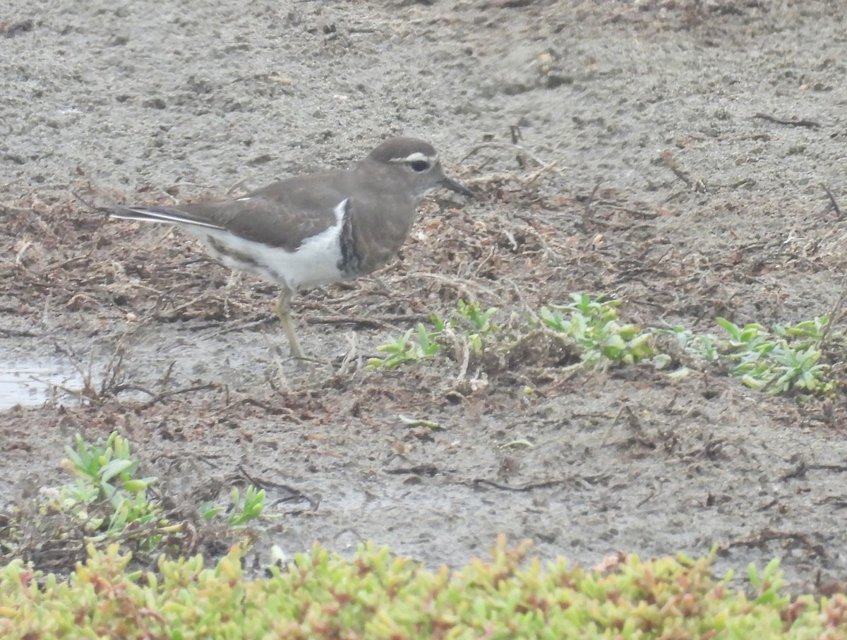 Rufous-chested Dotterel - ML636963163