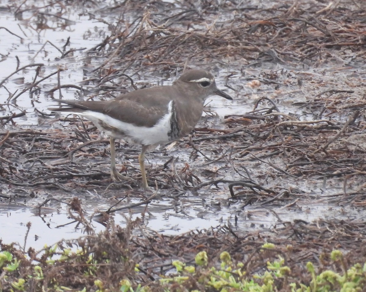 Rufous-chested Dotterel - ML636963167