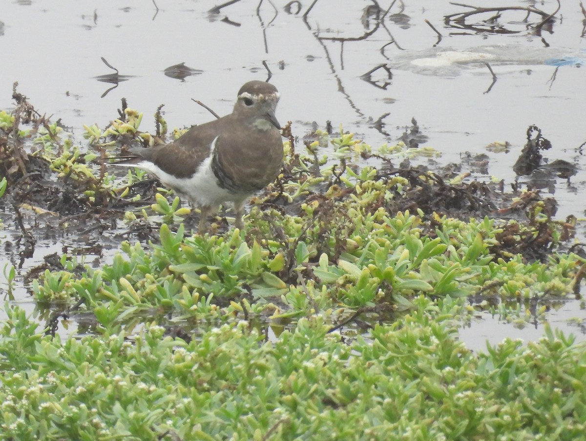 Rufous-chested Dotterel - ML636963168