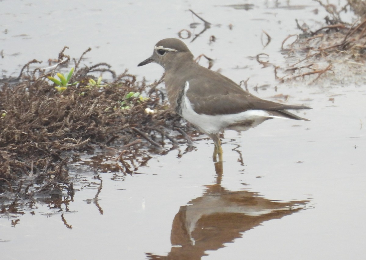 Rufous-chested Dotterel - ML636963169