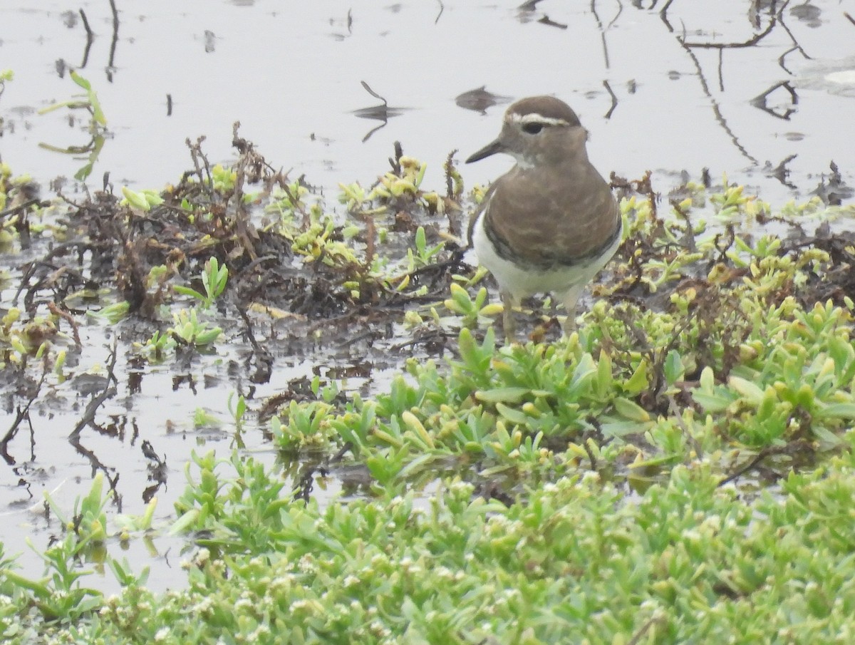 Rufous-chested Dotterel - ML636963171