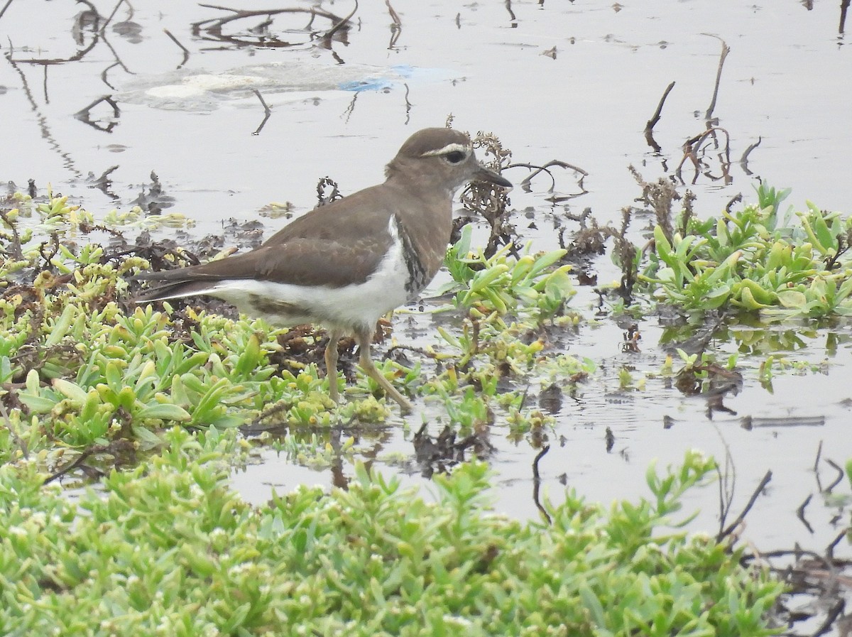 Rufous-chested Dotterel - ML636963172