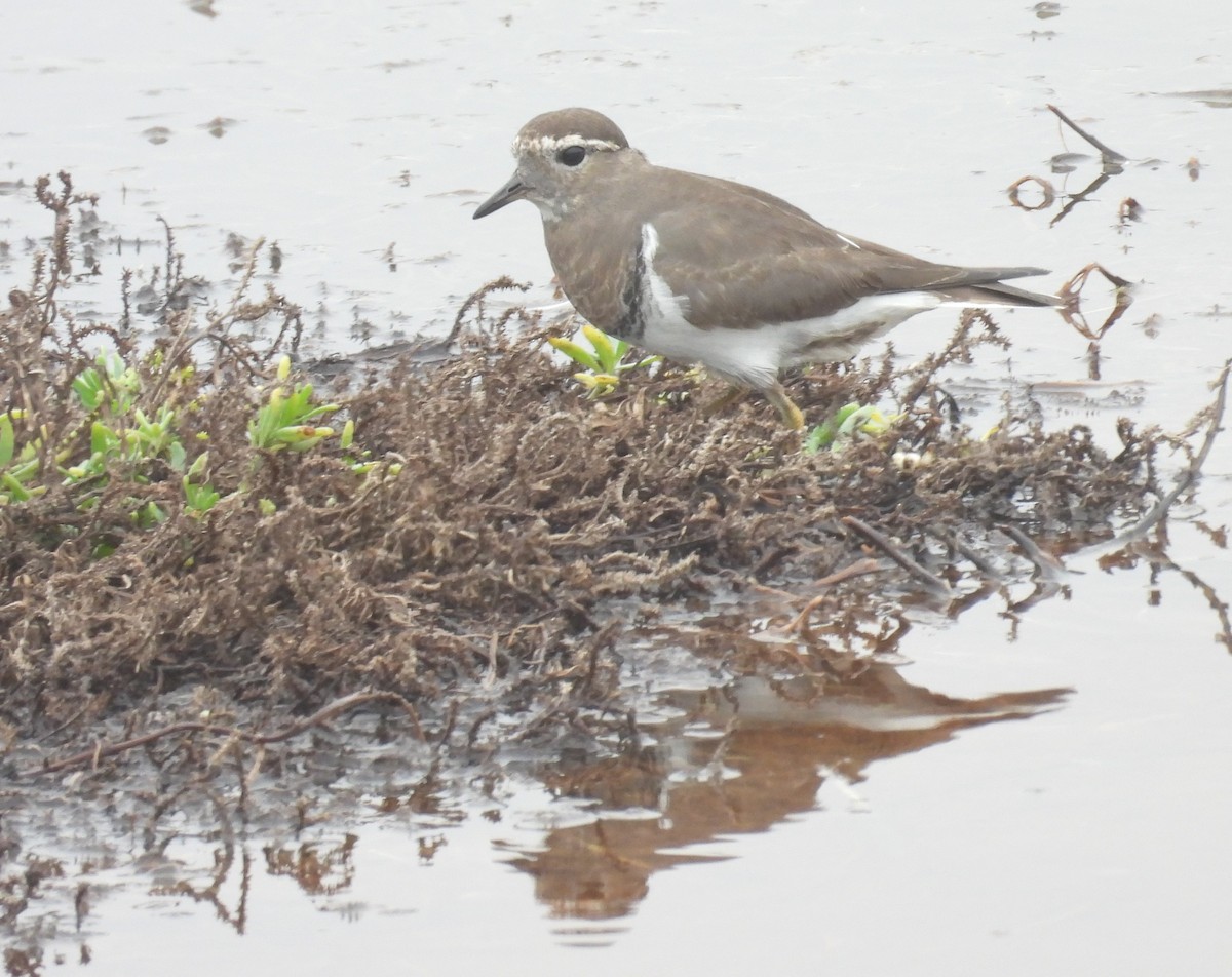 Rufous-chested Dotterel - ML636963173
