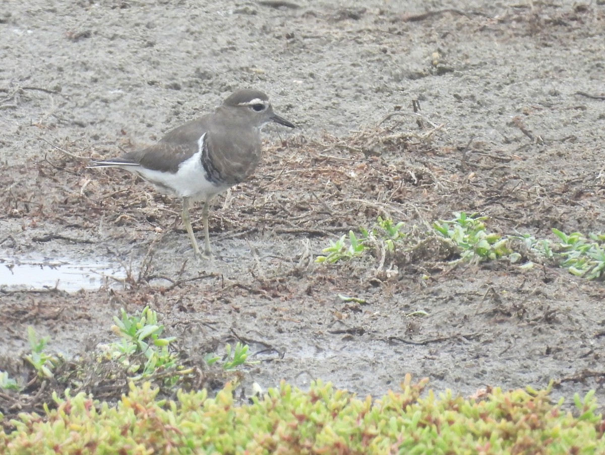 Rufous-chested Dotterel - ML636963174