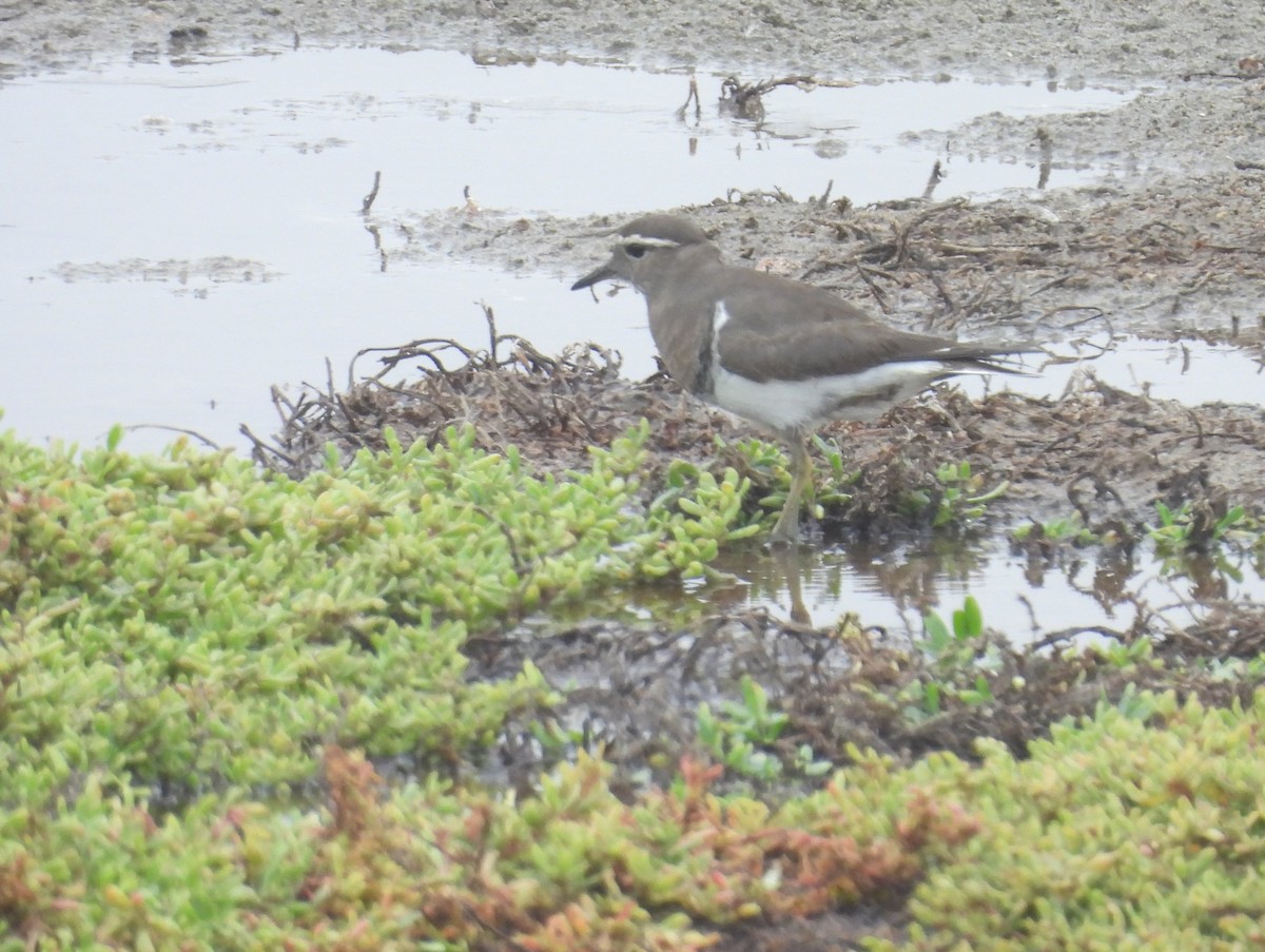 Rufous-chested Dotterel - ML636963176