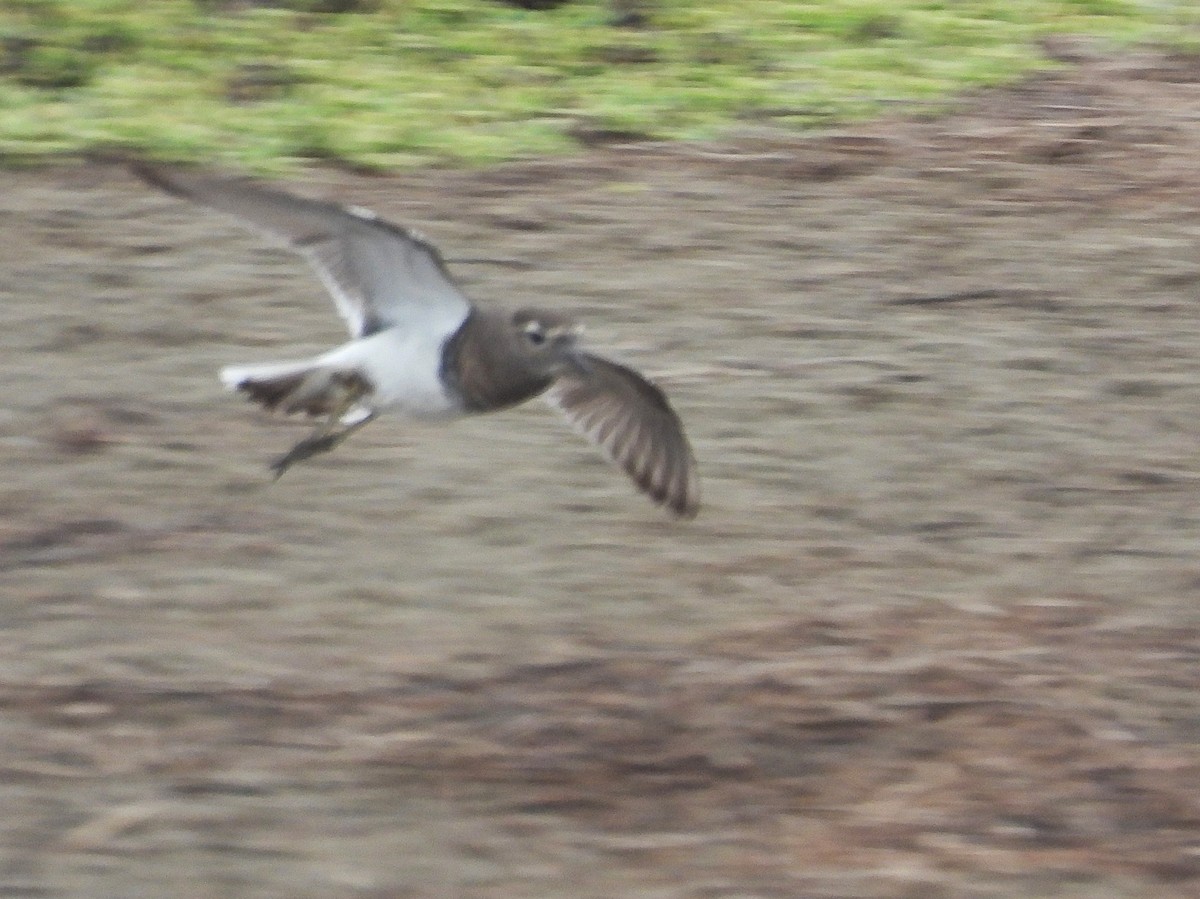 Rufous-chested Dotterel - ML636963177