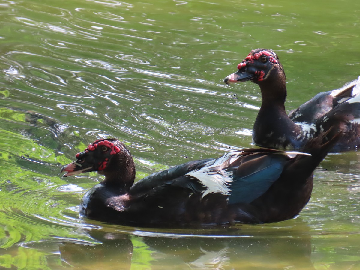 Canard musqué (forme domestique) - ML636963181