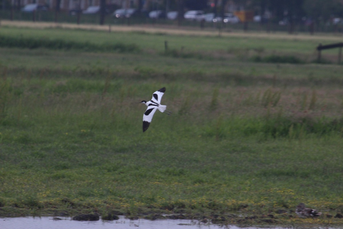 Pied Avocet - ML636963198