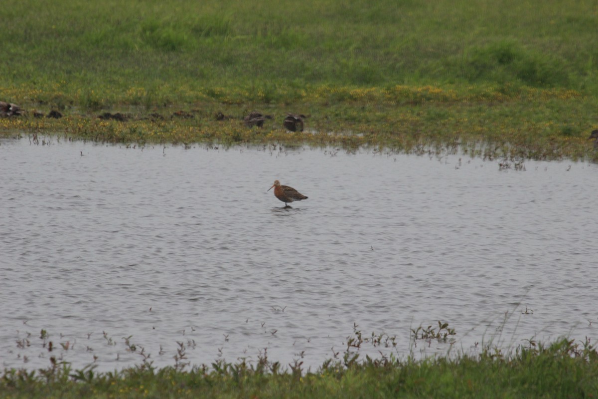 Black-tailed Godwit - ML636963258