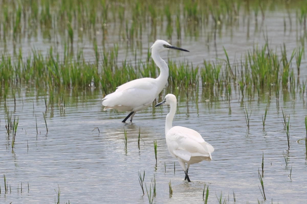Little Egret - ML636963266