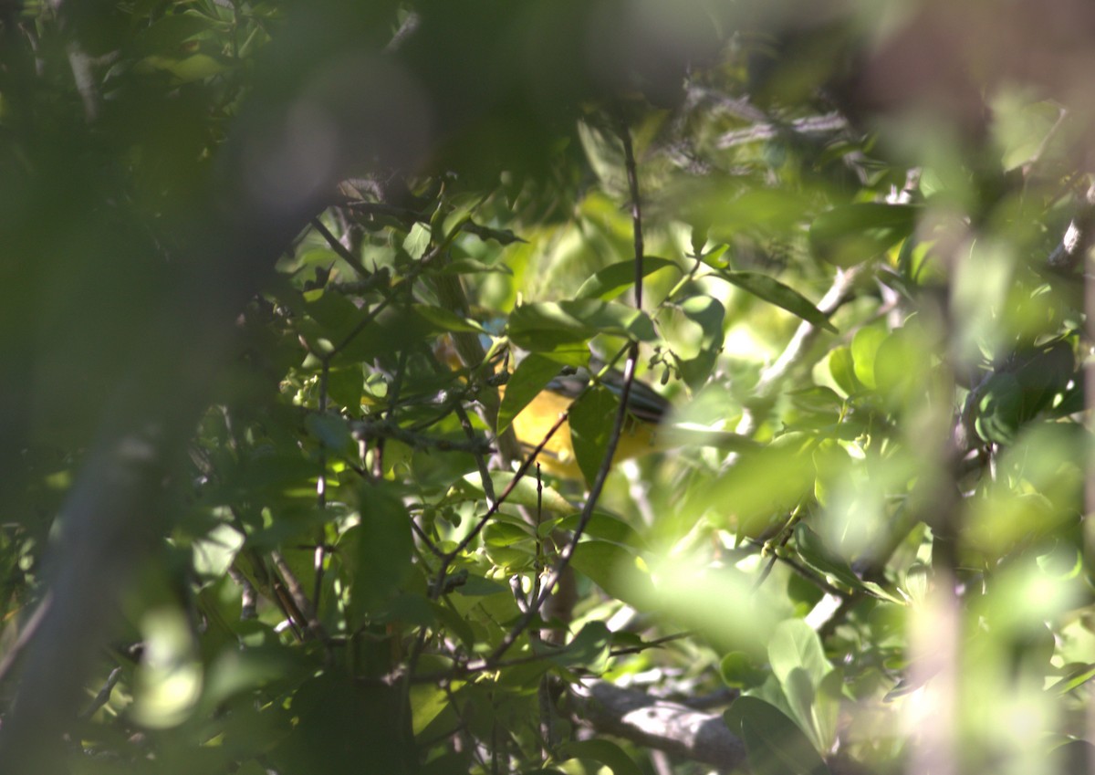 Orange-breasted Bunting - ML636963307