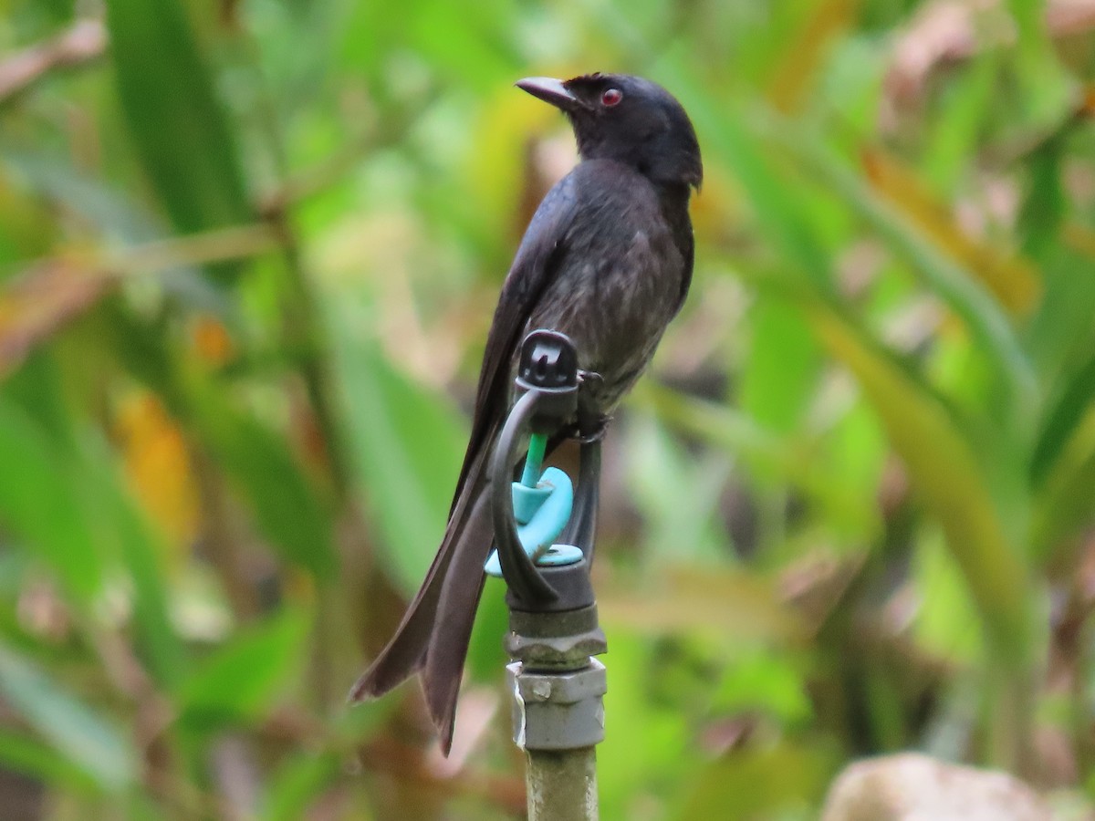 Sri Lanka Drongo - ML636963308
