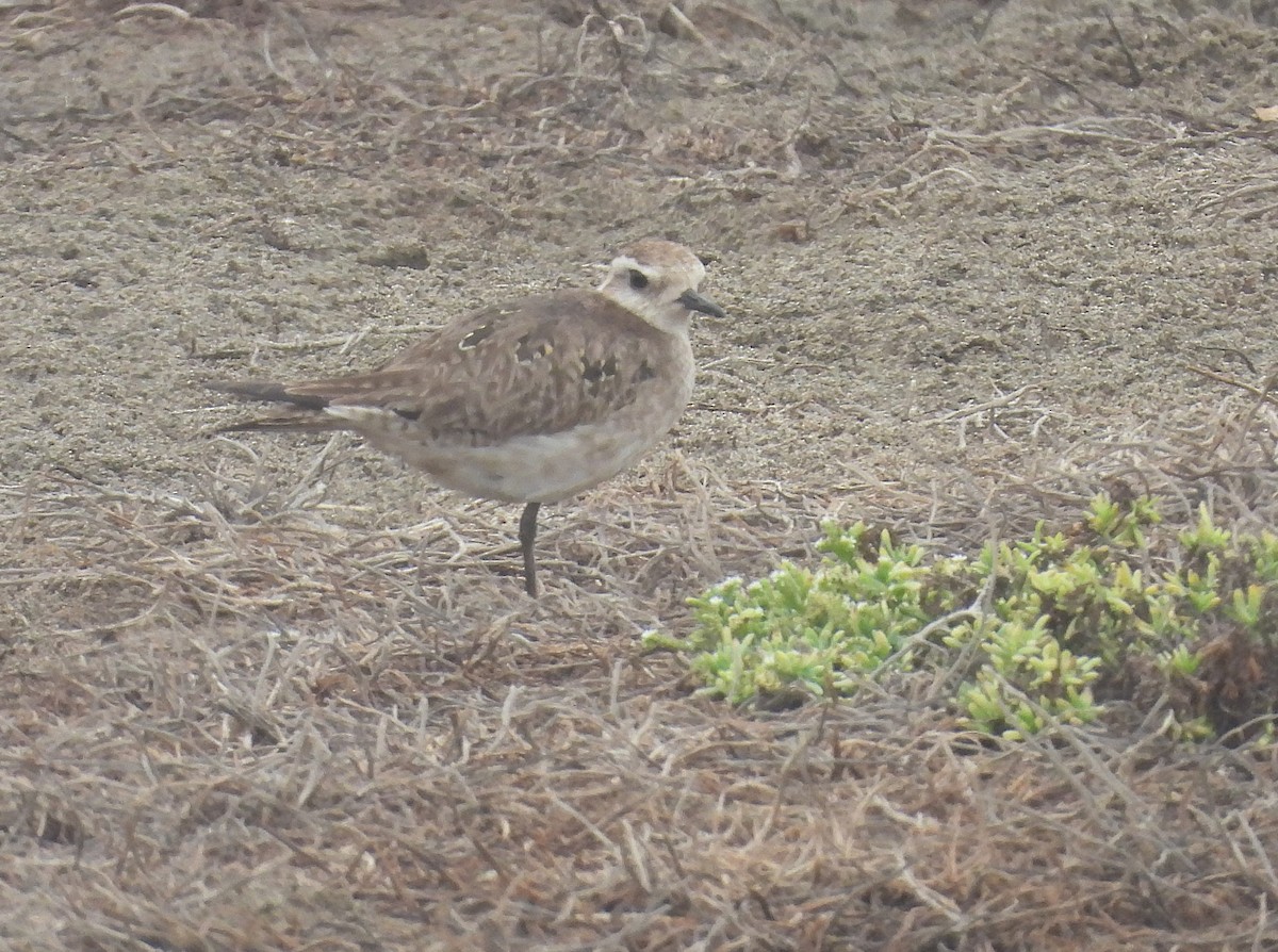 American Golden-Plover - ML636963353
