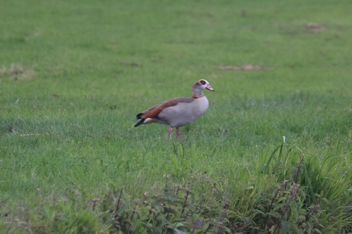 Egyptian Goose - ML636963359