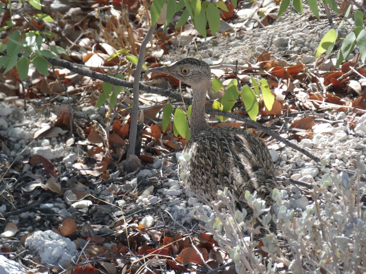Red-crested Bustard - ML636963396